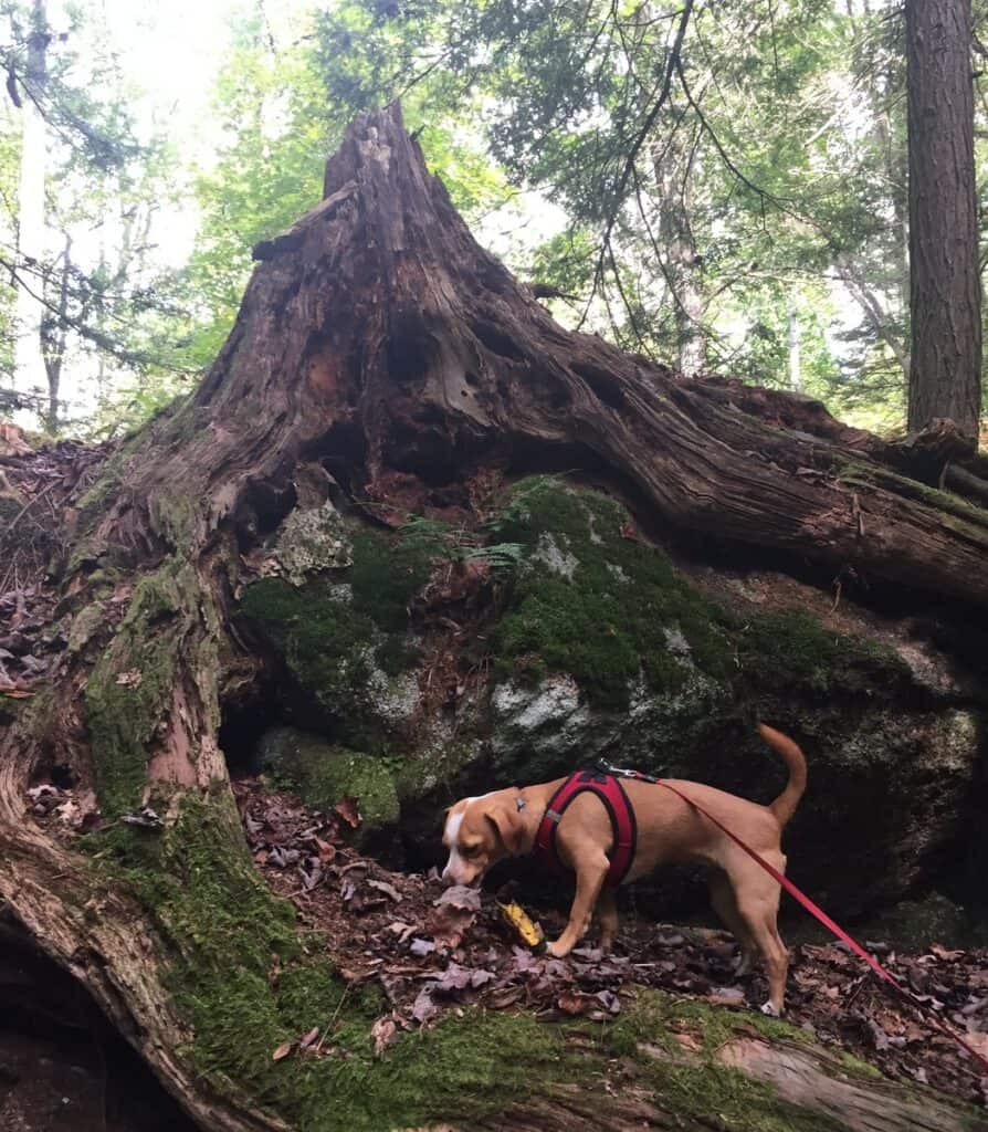 hazel on natures rock garden trail