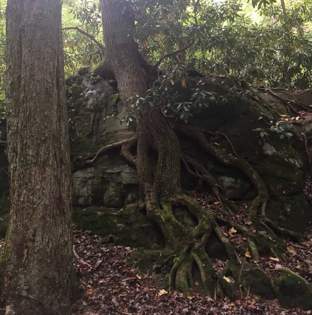 natures rock garden trail roots