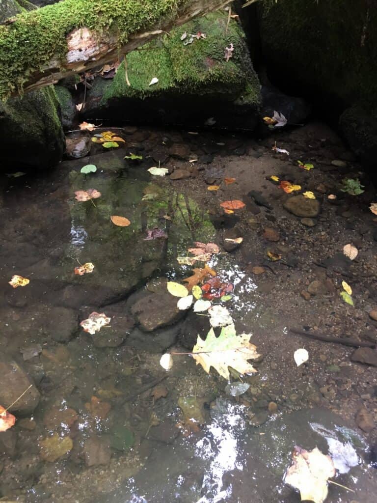 holly river state park brook