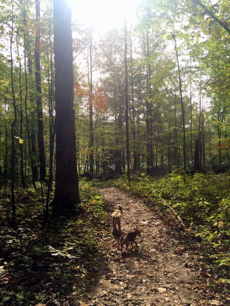 dogs on ferncliff trail in ohiopyle state park