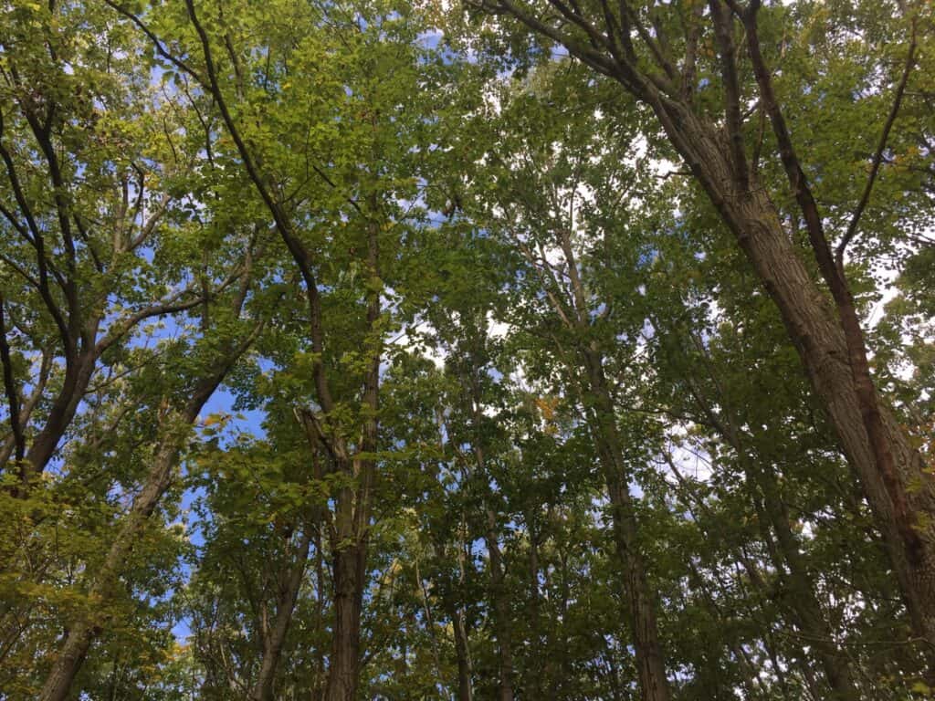 pa state park treetops