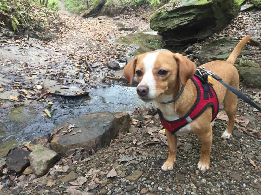 hazel at raccoon creek