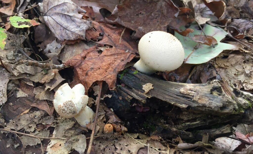 mushrooms at raccoon creek state park