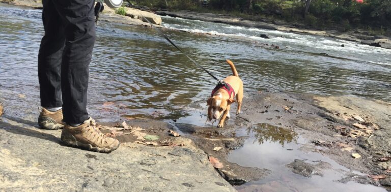 dog friendly ohiopyle state park trails