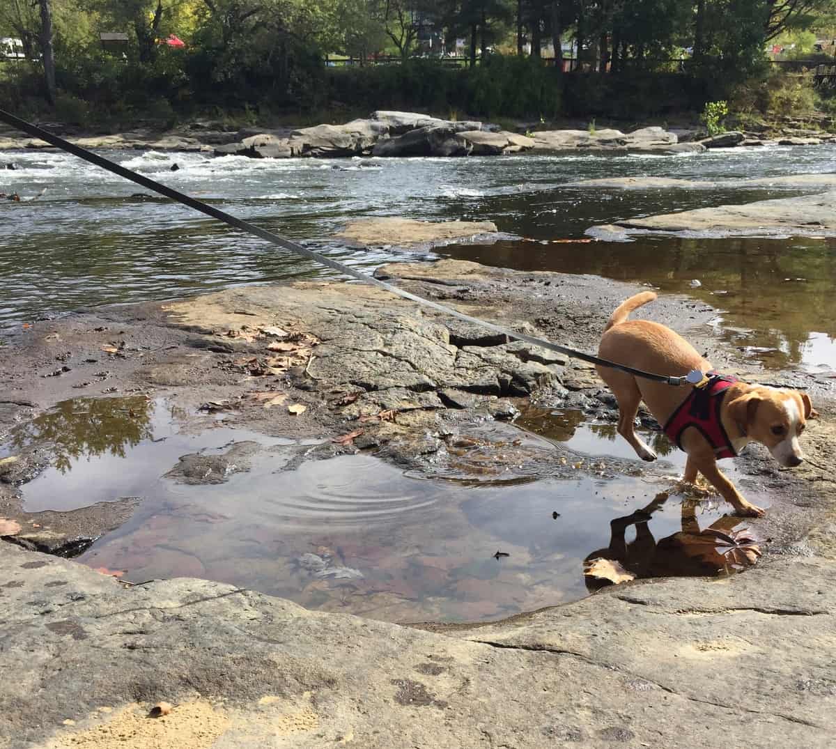 hazel at ohiopyle state park