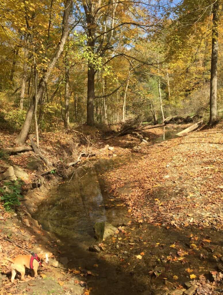 Hazel near Raccoon Creek