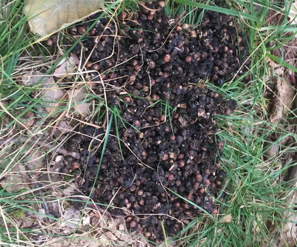 bear poop in holly river state park