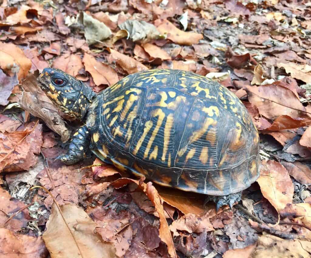 west virginia box turtle