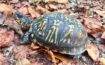 west virginia box turtle