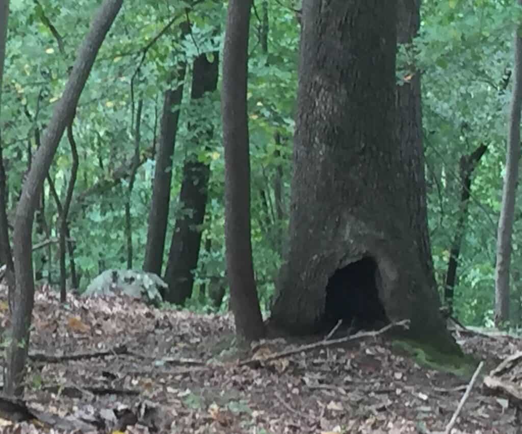 bears in holly river state park