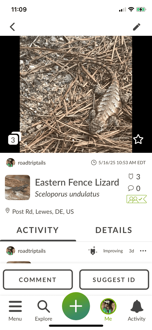 inaturalist details tab lizard