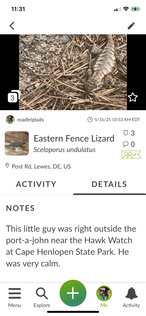 inaturalist lizard details