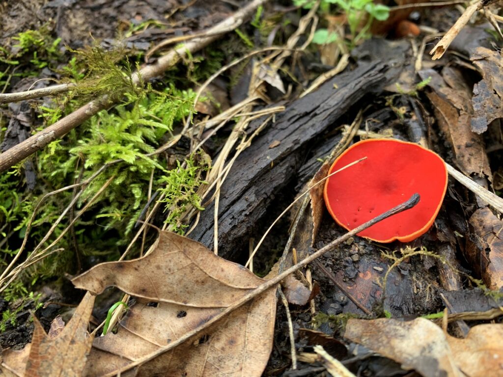 ryerson state park mushroom red cap