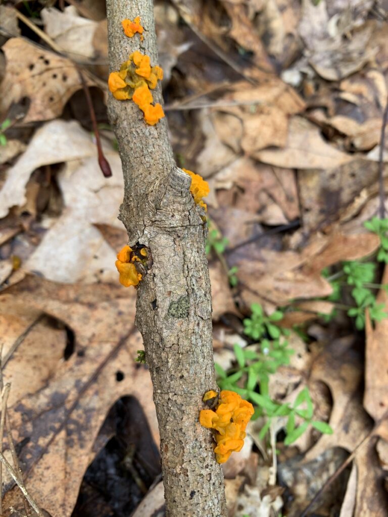 ryerson state park mushroom orange jellies