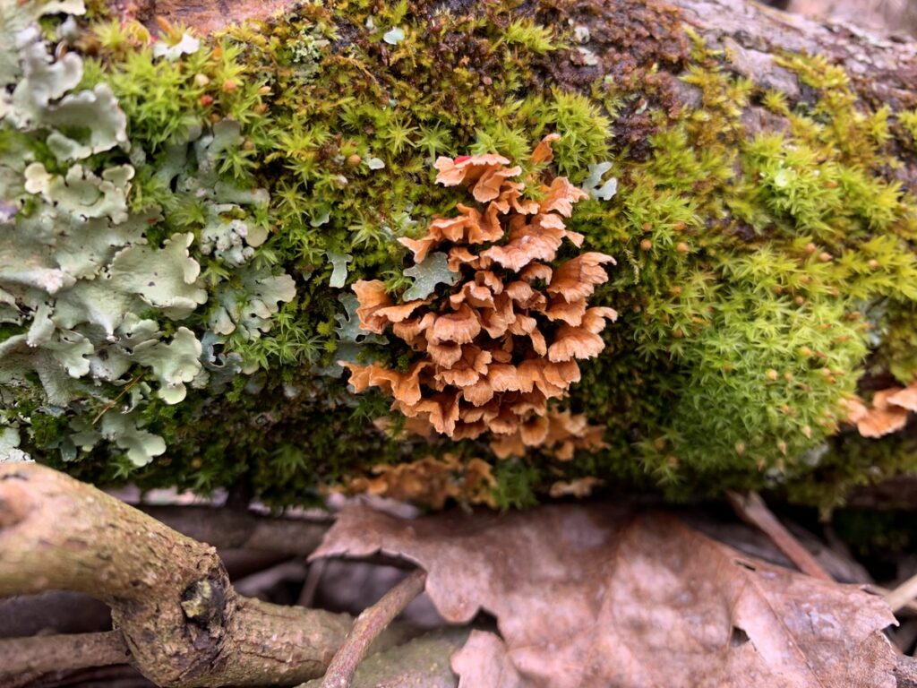 ryerson state park mushroom peach clamshells