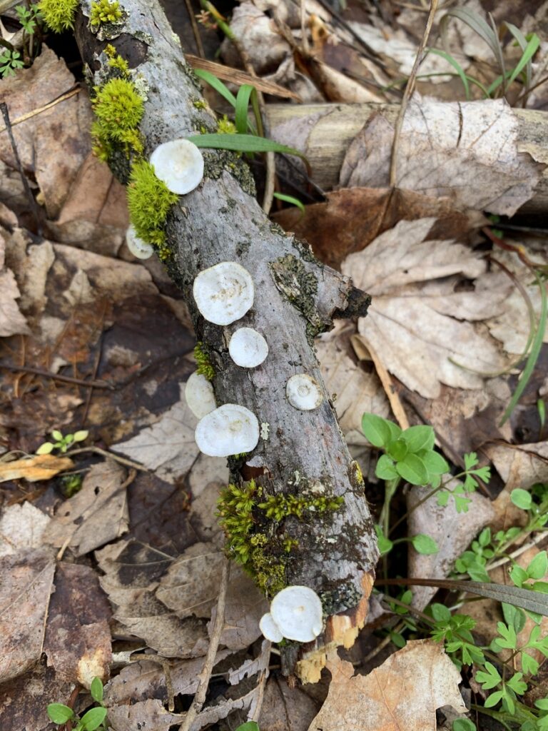ryerson state park mushroom white shells
