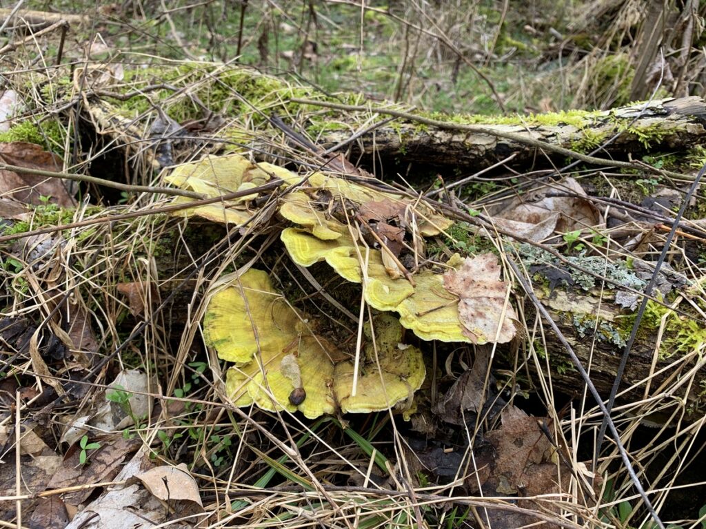 ryerson state park mushroom yellow clamshells