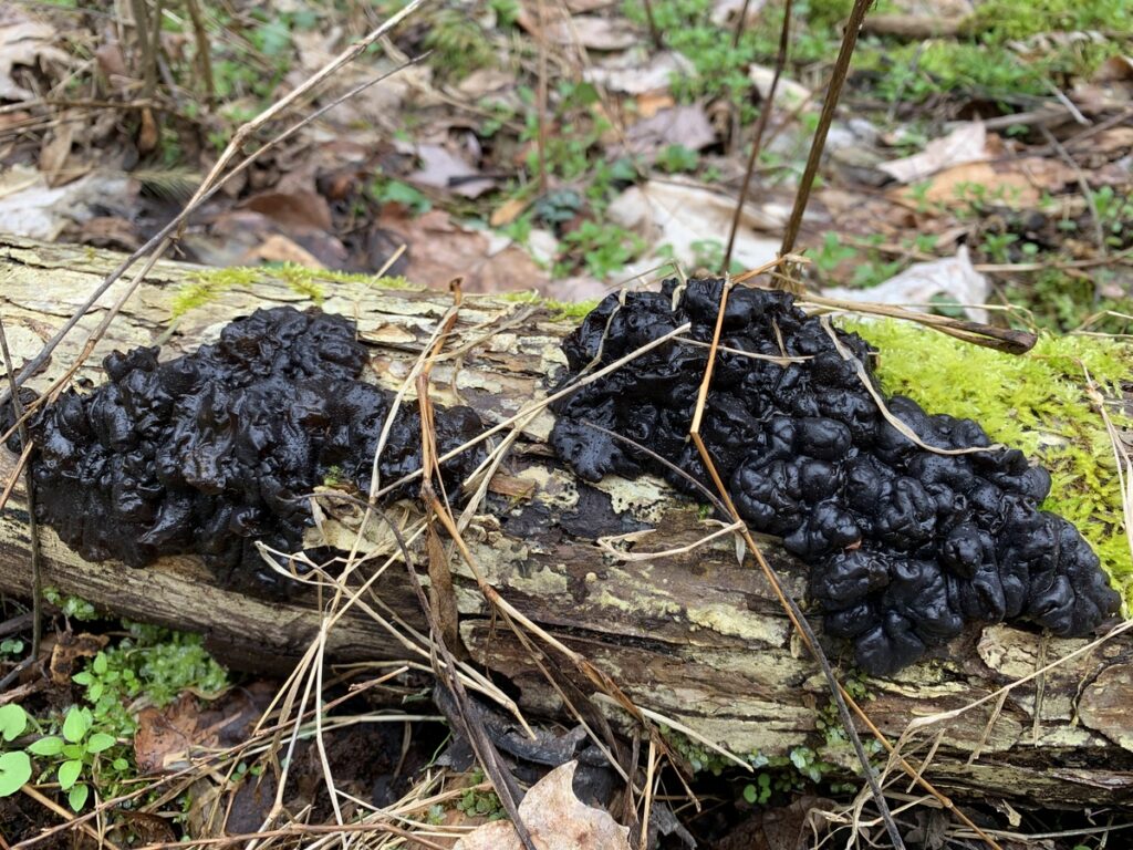 ryerson state park mushroom black jellies