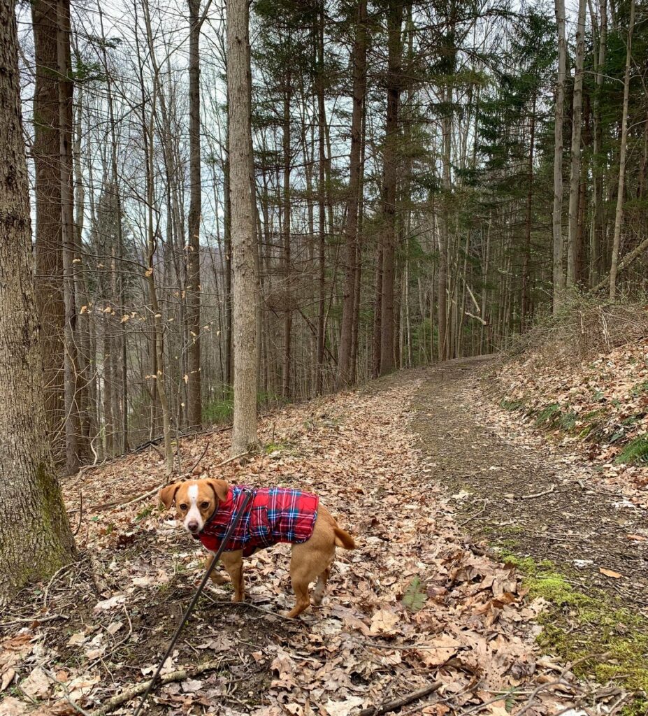 hazel on lazear trail in ryerson station state park