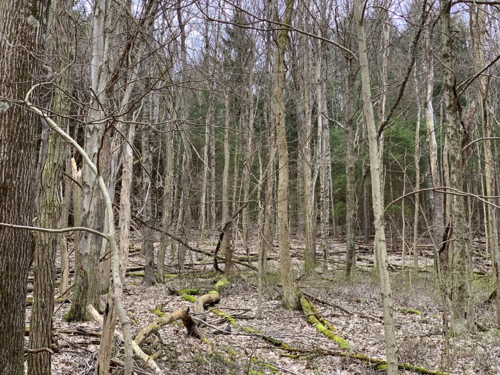 ryerson station state park lazear trail middle