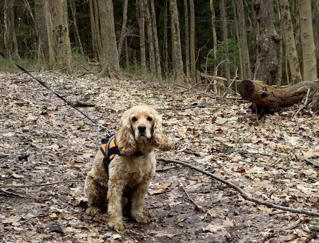 franklin on trail at ryerson station state park