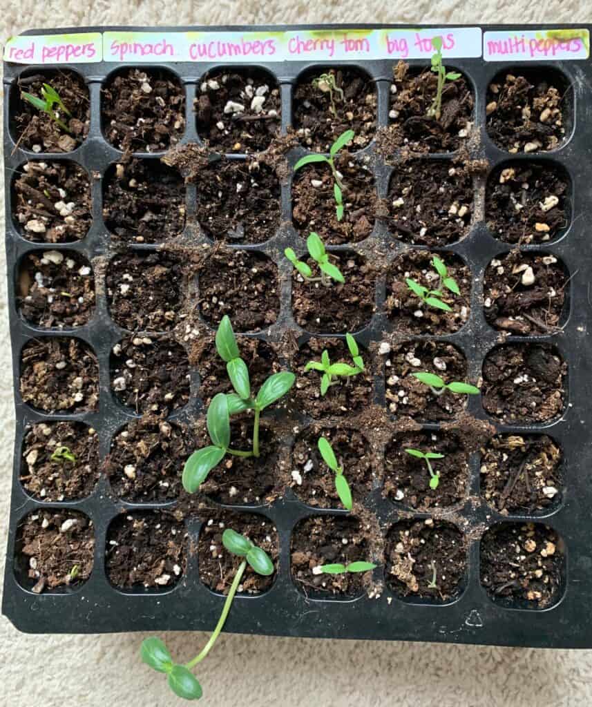 seedling tray