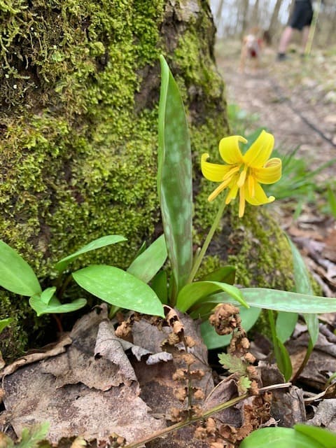 Kooser State Park Kincora Trail