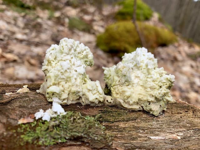 Kooser State Park Kincora Trail mushrooms