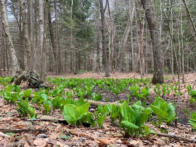 Kooser State Park Tree Army Trail fronds