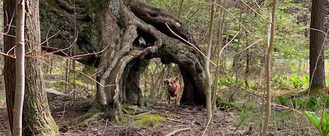 Kooser State Park Tree Army Trail with Hazel