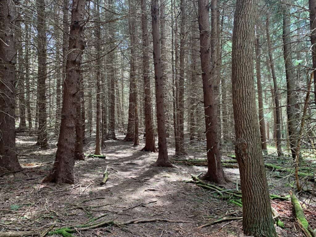 yellow creek state park ridge top trail