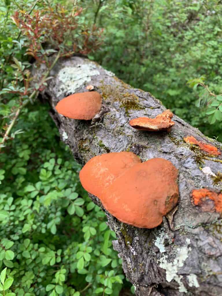 yellow creek state park mushrooms