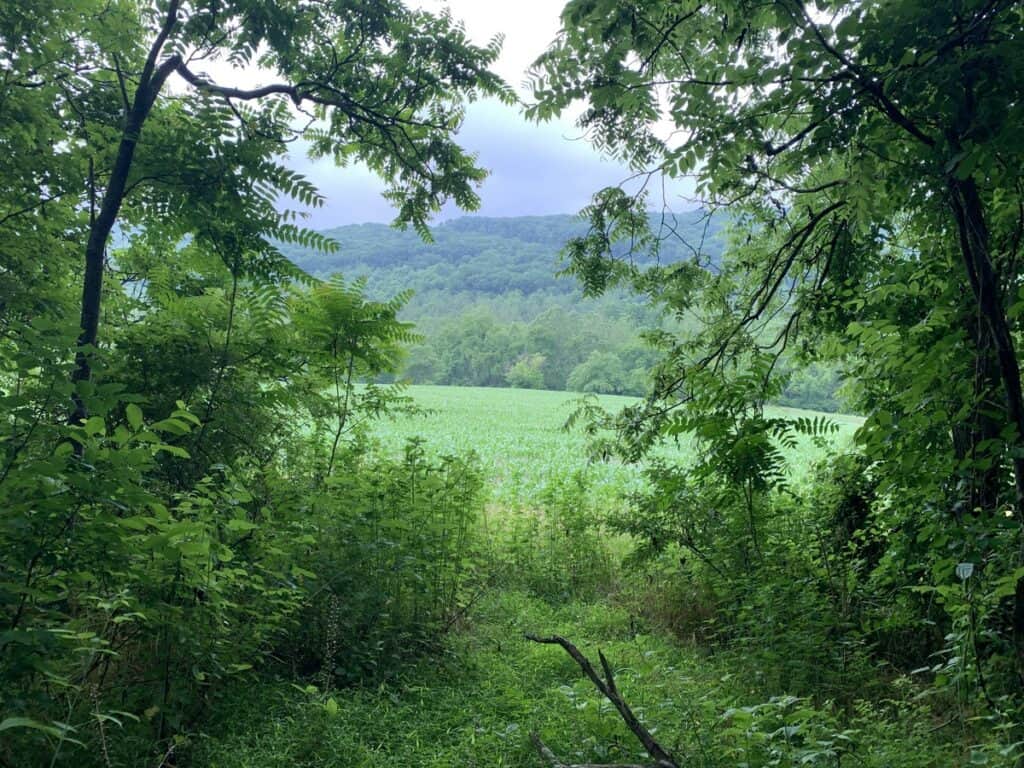 little buffalo state park middle ridge trail cornfield