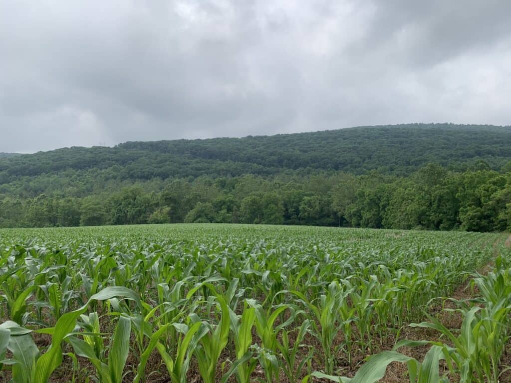 middle ridge trail cornfield