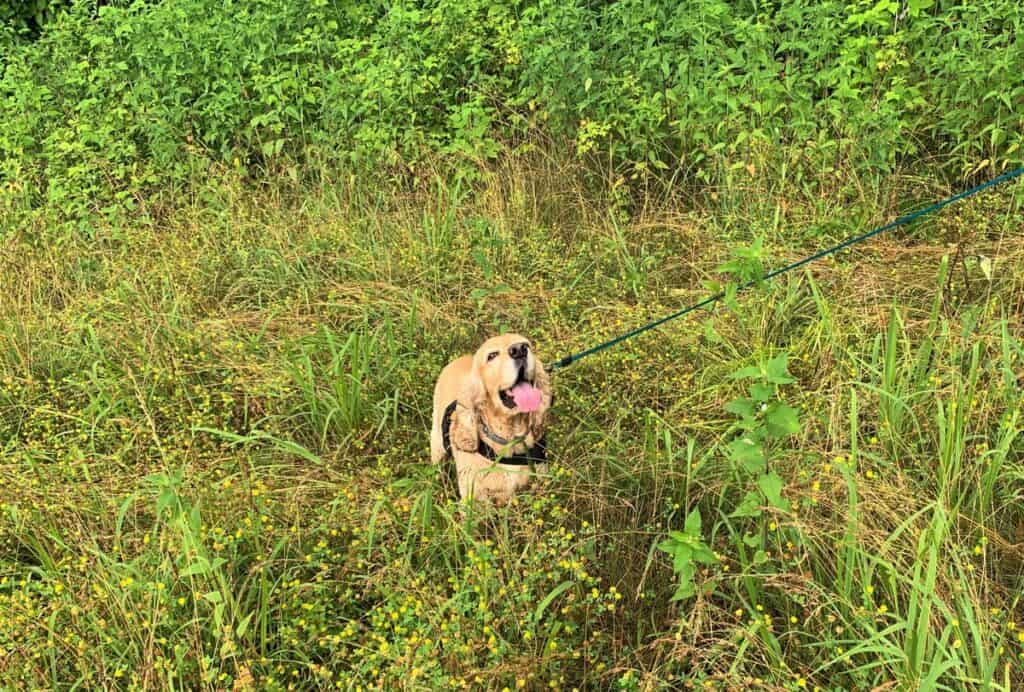 little buffalo state park dog hike 2