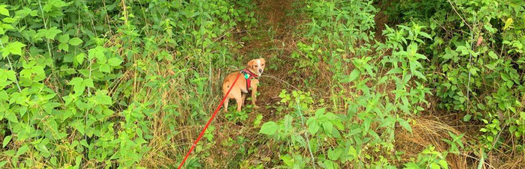 little buffalo state park dog hike 1