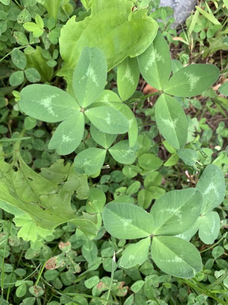 four leaf clovers benjamin