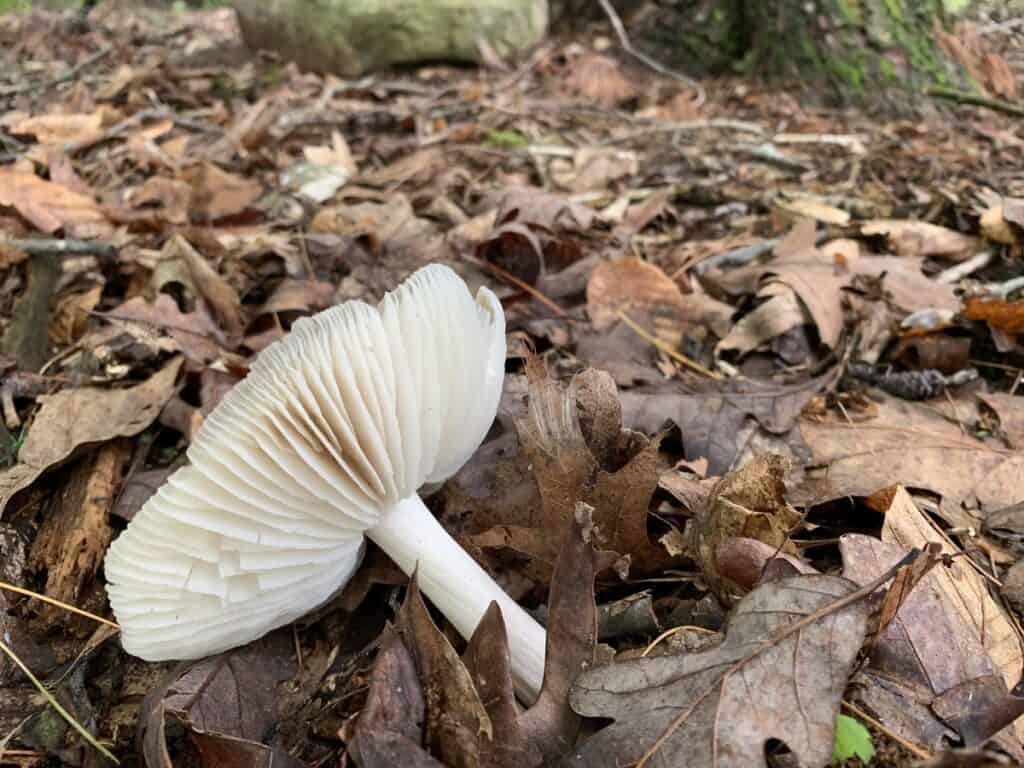 mushrooms of little buffalo state park 2