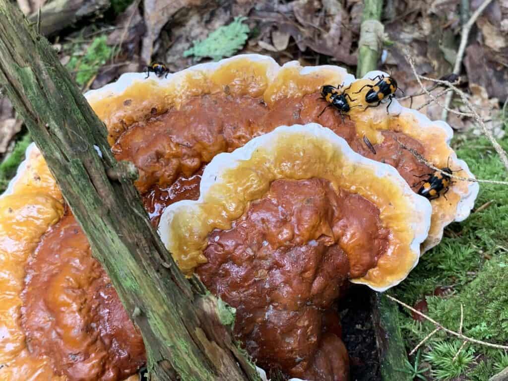 mushrooms of little buffalo state park 2