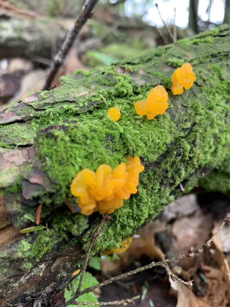 mushrooms of little buffalo state park 1