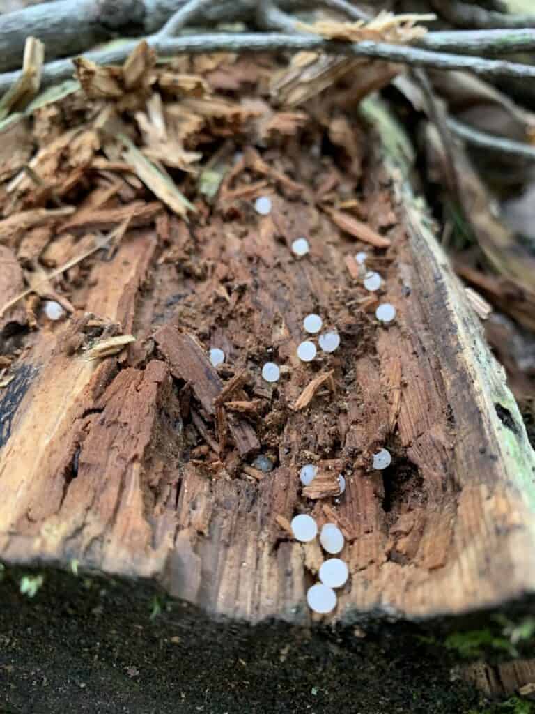 mushrooms of little buffalo state park 5