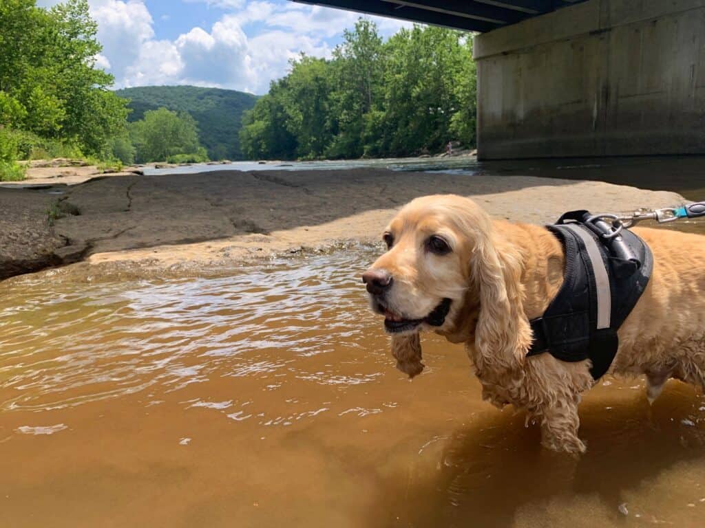 ohiopyle overpass dog swimming