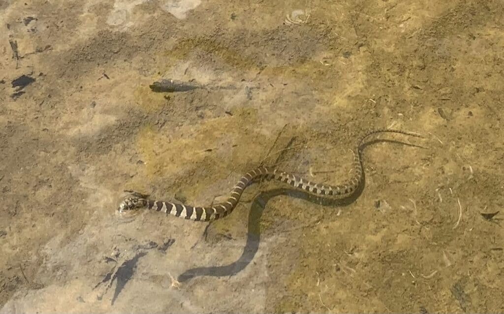 common water snake in river at ohiopyle state park