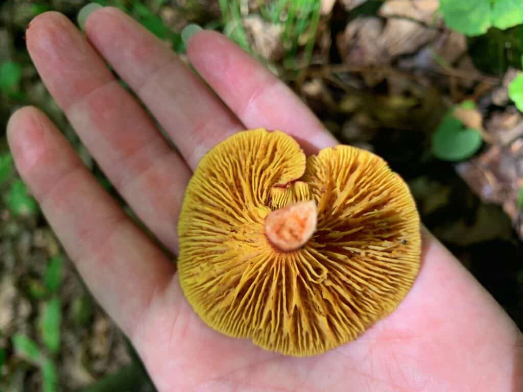 ohiopyle mushrooms 3