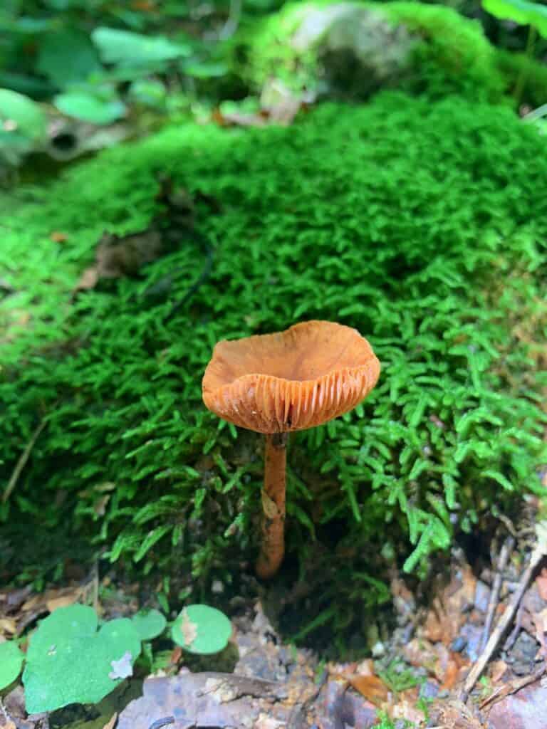 ohiopyle mushrooms 1