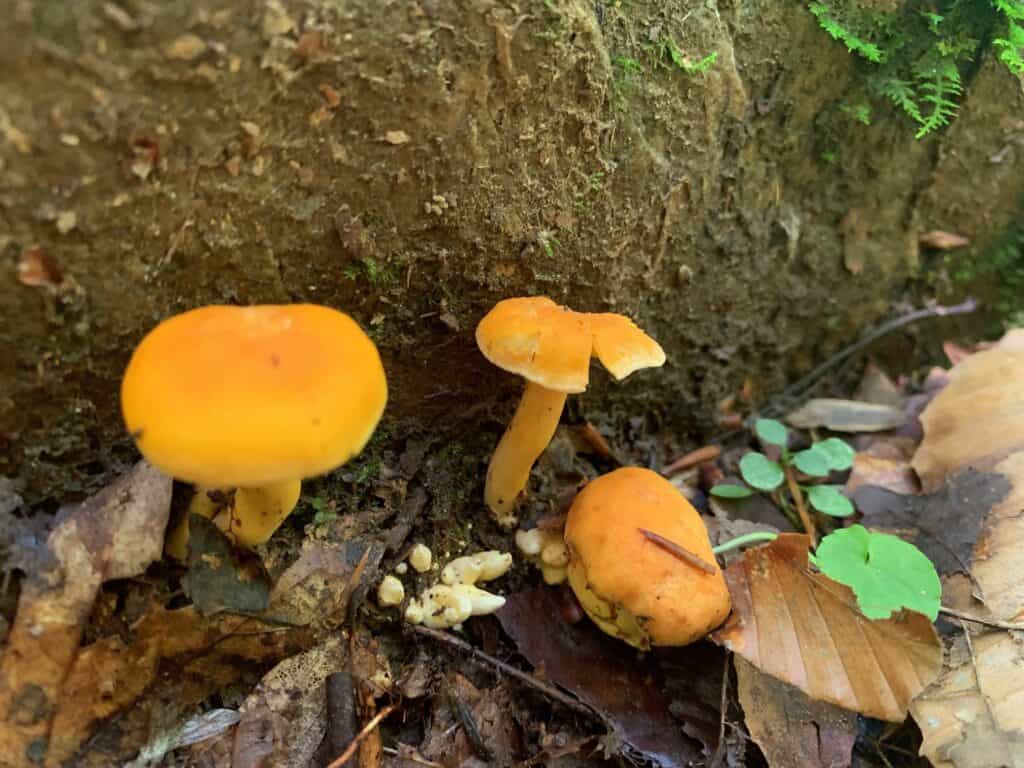 ohiopyle mushrooms 4