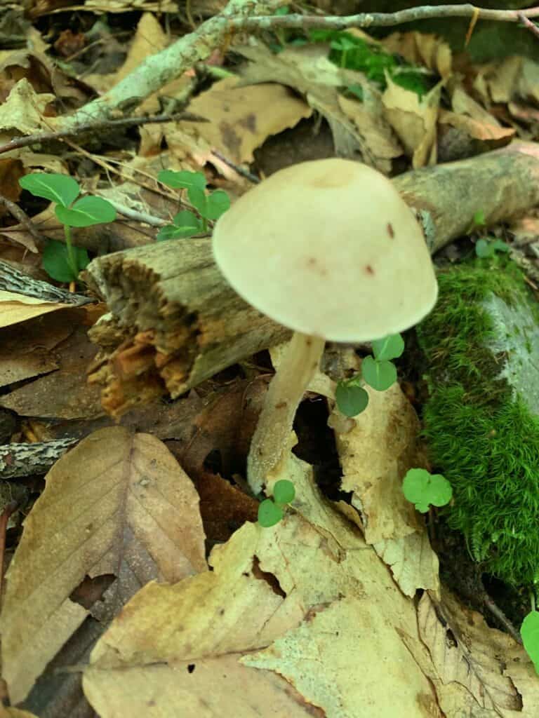 ohiopyle mushrooms 4