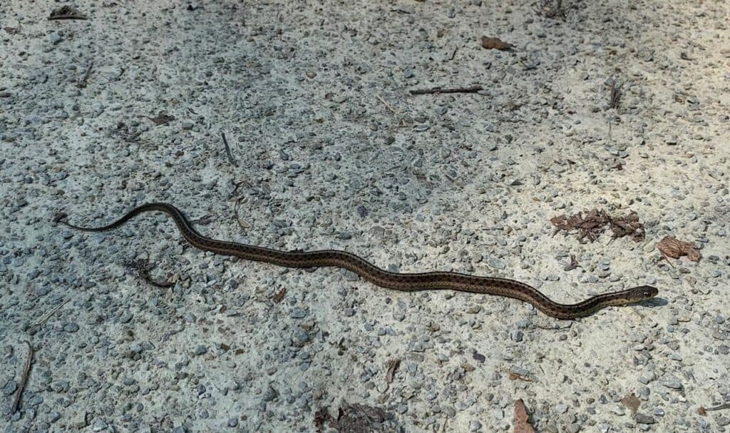 rat snake along the GAP Trail in ohiopyle