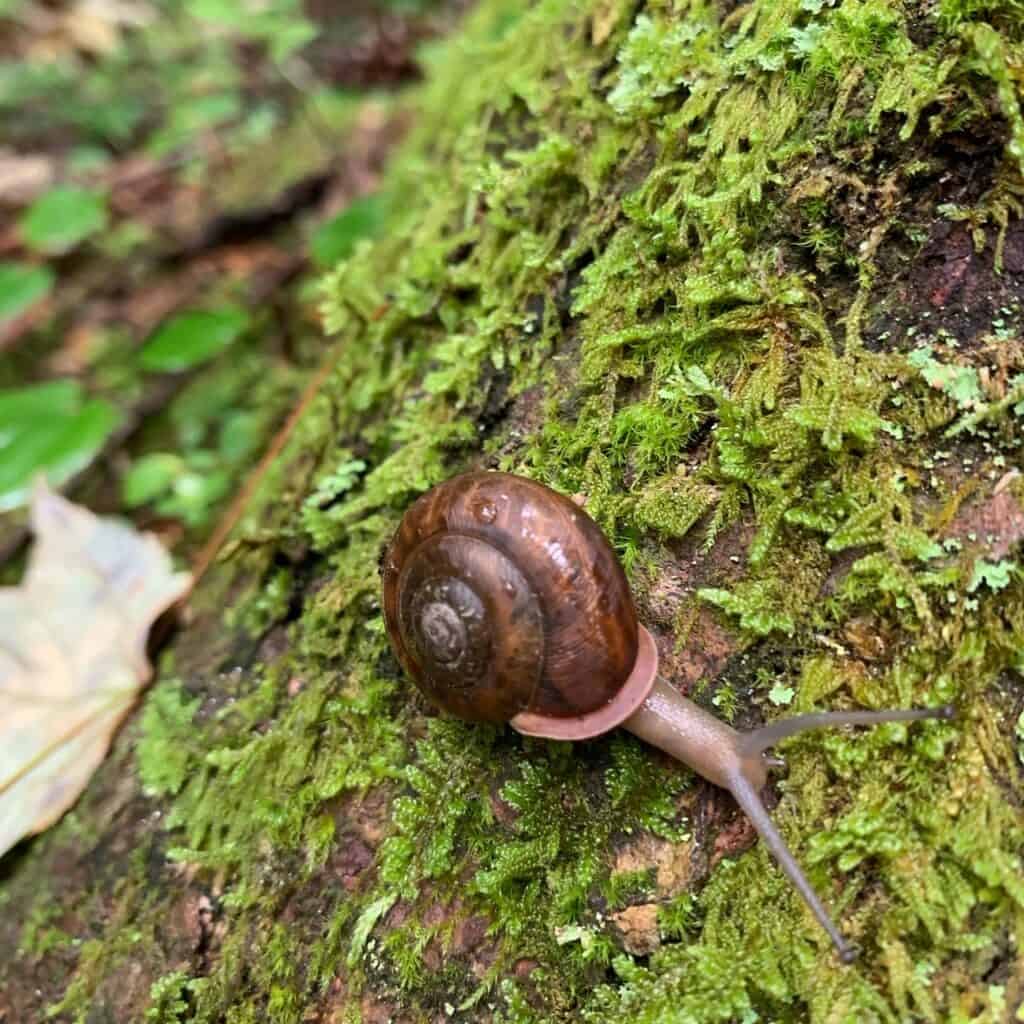 snail at clear creek state park