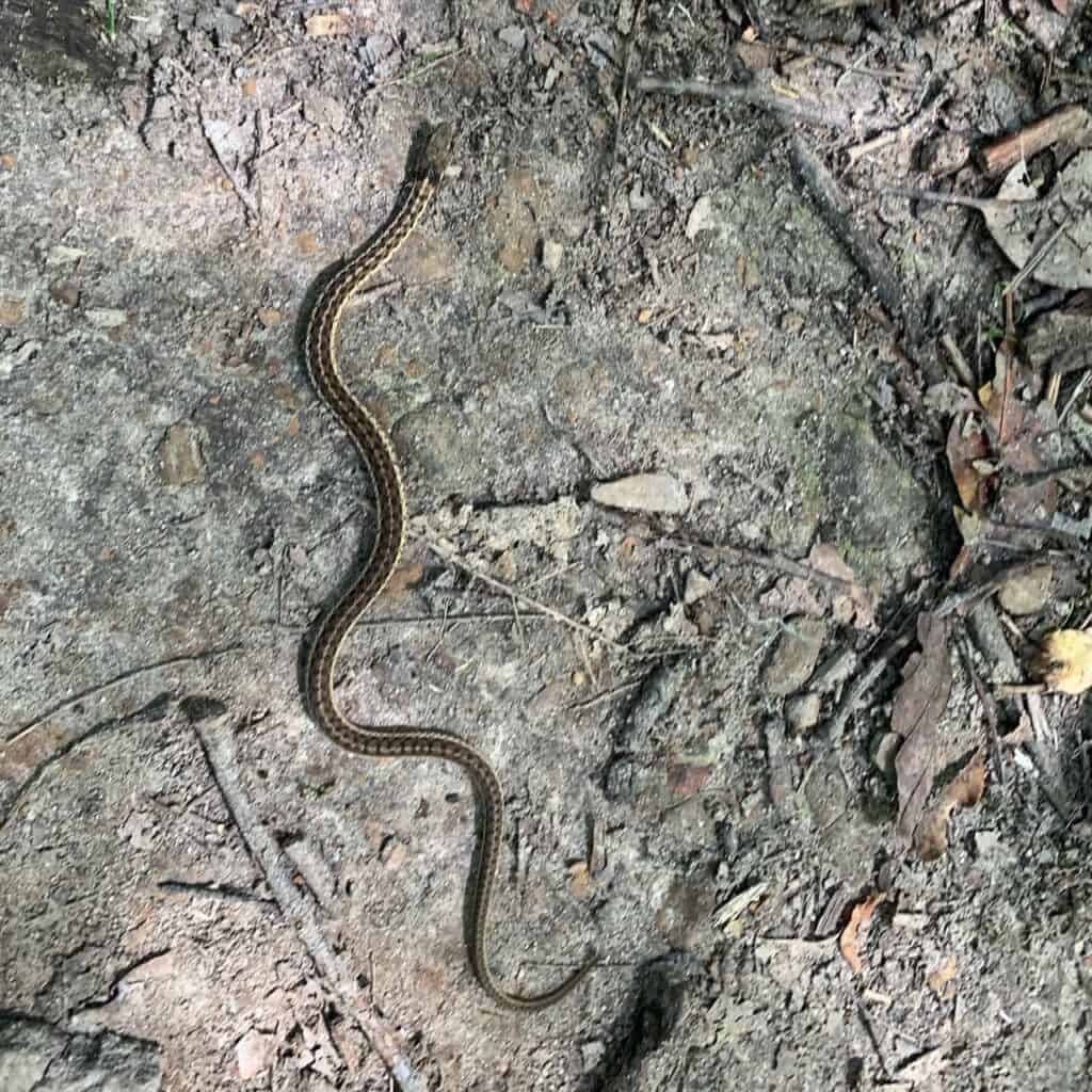garter snake at clear creek state park